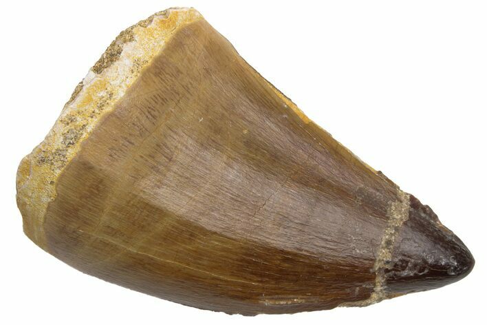 Fossil Mosasaur (Prognathodon) Tooth - Morocco #226353